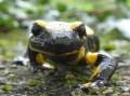 salamandre999