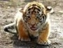 tigergigi