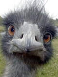 soip